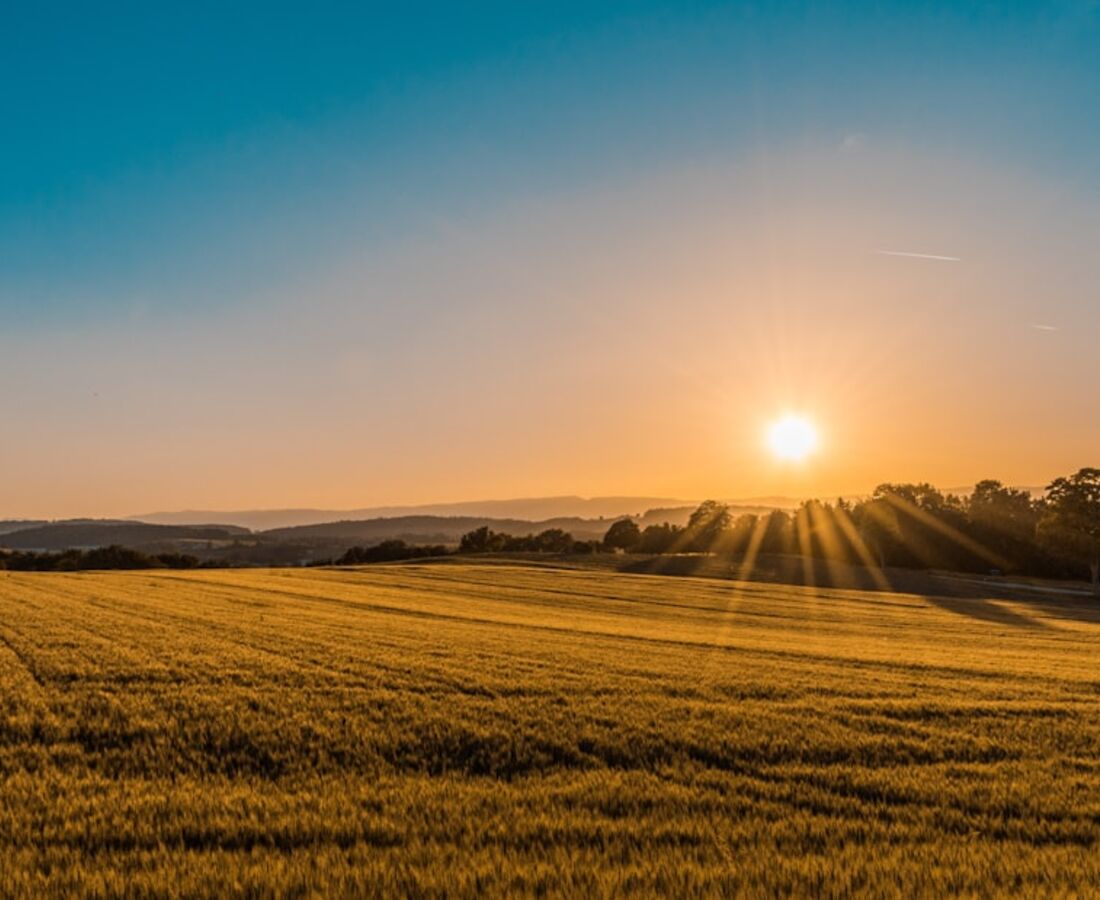Organic cotton fields at golden hour
